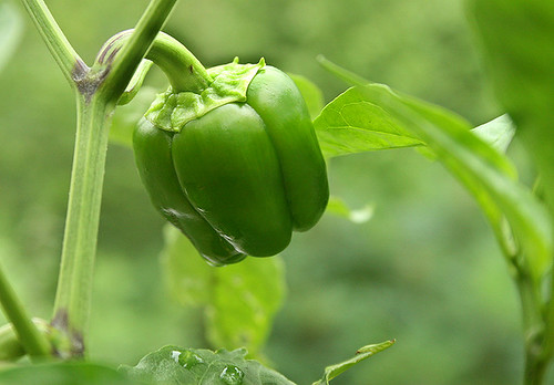 bell pepper - nice shape