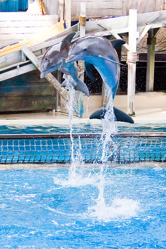 Dolfijn in de lucht