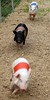Pig Race #3
