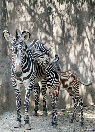Zebra bebé