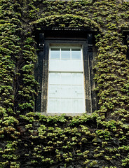 Window and Ivy, Bath