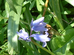 Shankill bee