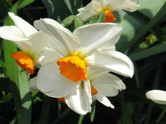white flower with orange