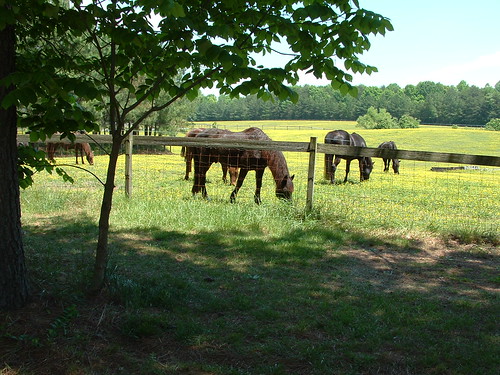 The Neighboring Horse Farm