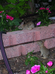 Baby bunnies in our neighbor's front yard