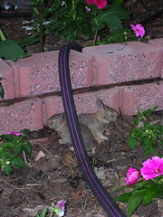 Baby bunnies in our neighbor's front yard