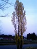 maidenhair tree