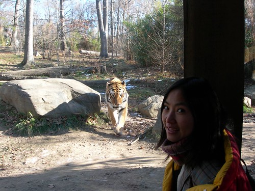 Tiger at Bronx Zoo