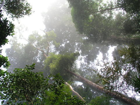 View from the Jungle Floor