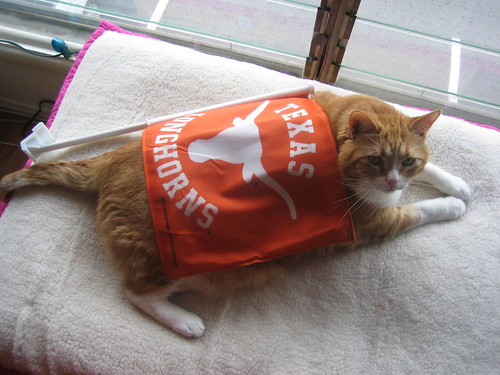 this cat bleeds orange!