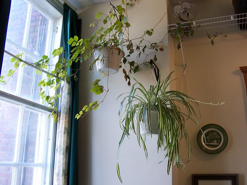 Except the ones that are up here (see, the spider plant is expecting again)