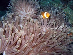 ClownFish in Anemone