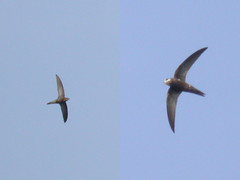 Swift & Pallid Swift, Ria Formosa (Portugal), 27-Apr-06