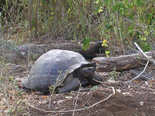 The Galapagos Islands - 200 year old giant turtle