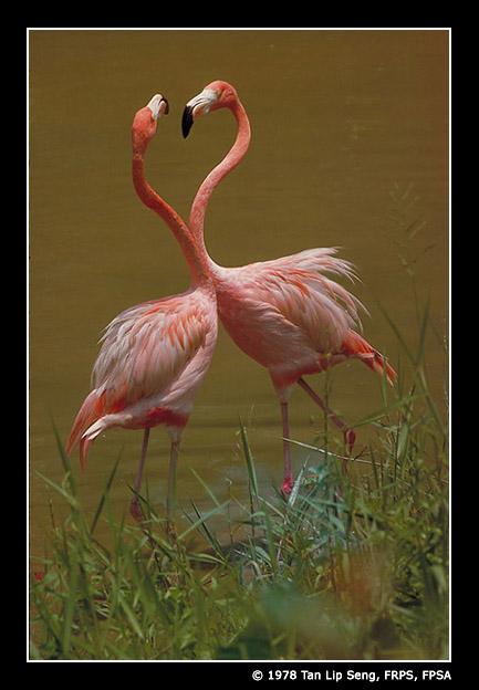 Squabbling_Flamingoes