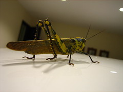 Grasshopper - 7