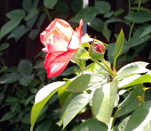 Antique89 rose and bud