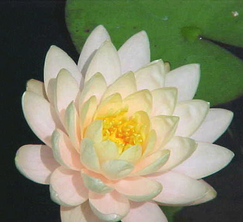 Water lily glow - Park Seed Trials - Flower Festival Weekend