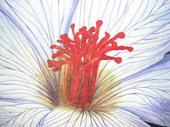Hibiscus (detail)