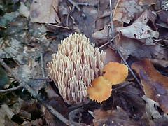 Ramaria and orange mushroom