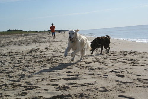 Frisket and Coco, Indian Wells Beach, Amagansett, NY, (August 13, 2006)