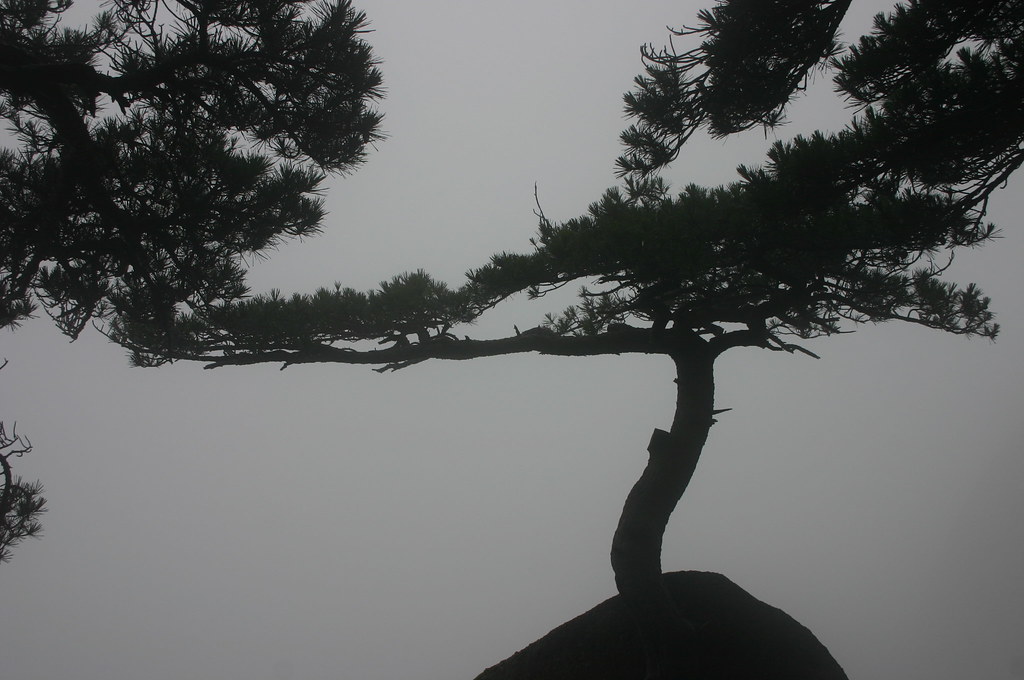 HuangShan Pine