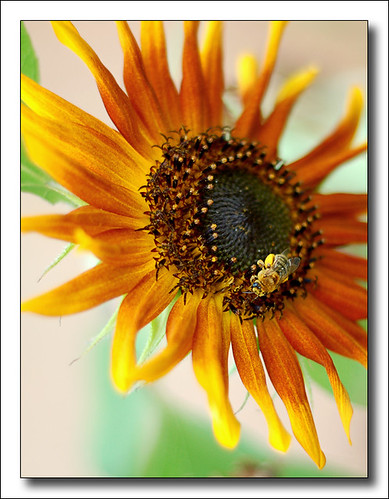 brown sunflower with a bee