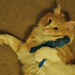 My Toy! by Ed Clayton