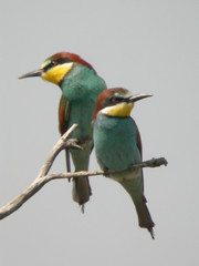 Bee-eater, Ludo Farm (Portugal), 1-May-06