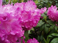 Ella's Rhododendrons