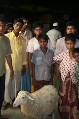 Villagers and sheep