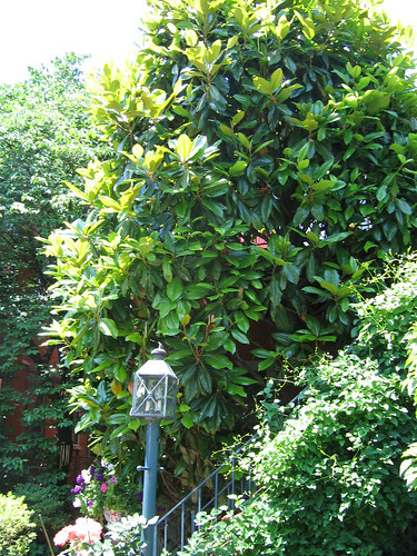 southern magnolia tree pictures. southern magnolia.