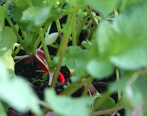 Deck Garden (7-1-06) - 5 - radishes