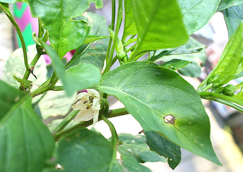 Deck Garden (7-1-06) - 6 - bell pepper