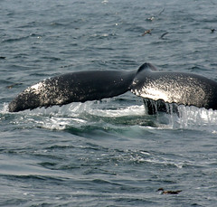 Whale Watching at Provincetown