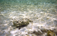 Fish, Serenity Beach, Castaway Cay, Bahamas