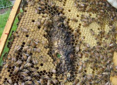 Beekeeping 2068