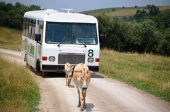Onagers holding up tour bus