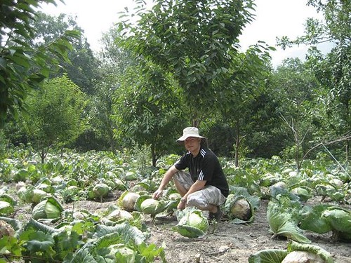 JD Qiangzhai(cabbage)