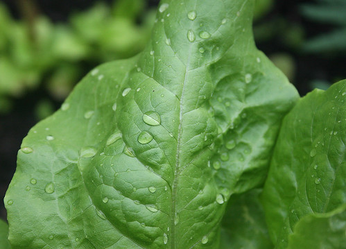 buttercrunch leaf - drops
