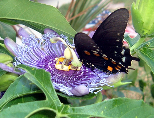 ButterflyBlack2