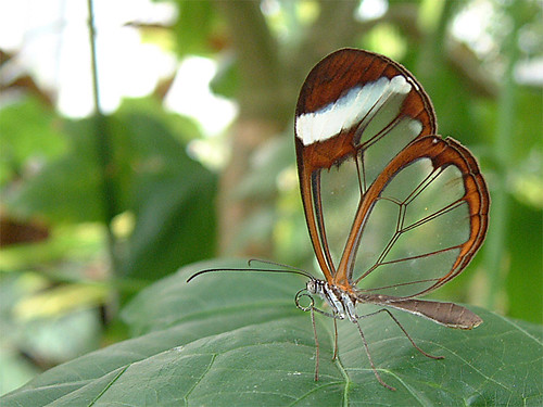 transparent butterfly 02