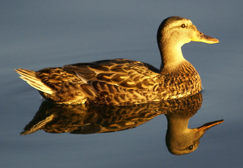 Reflective Ducky
