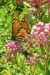 Monarch butterfly on pink wildflowers