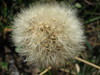Fluffy dandelion again
