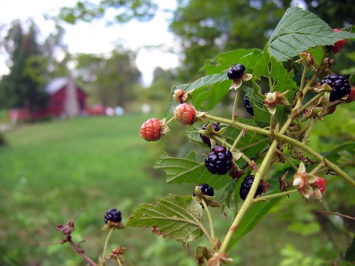 cabinandberries