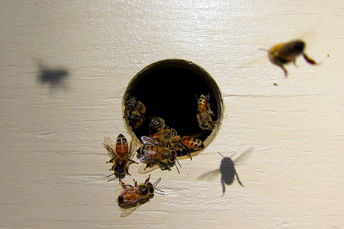 Bee Relocation