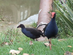 pukeko mother and young one