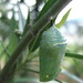 monarch butterfly chrysalis no 2