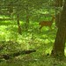 Deer in the Forest Light